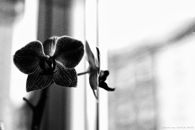Orchidejka...